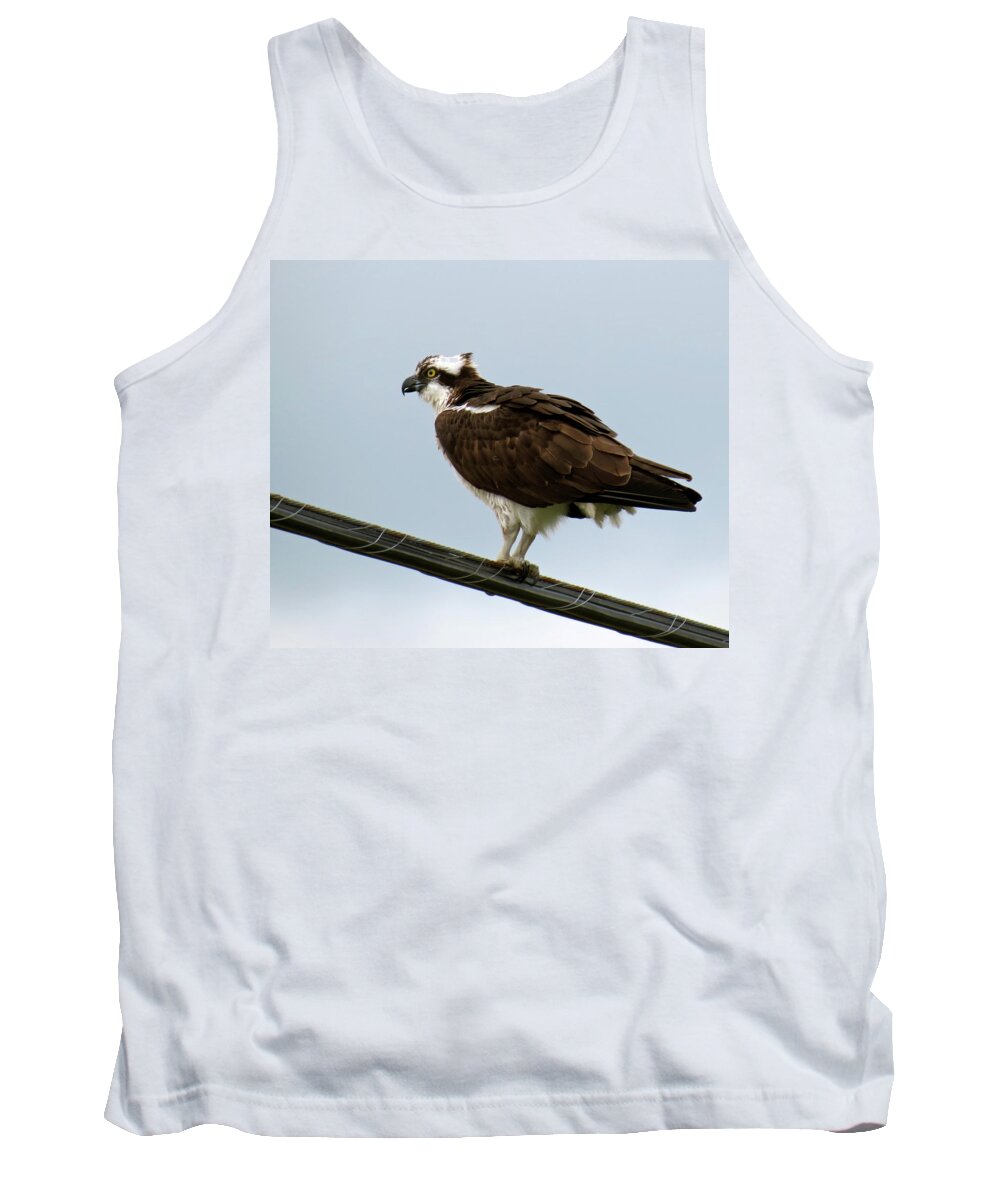Bird Tank Top featuring the photograph Osprey by Azthet Photography