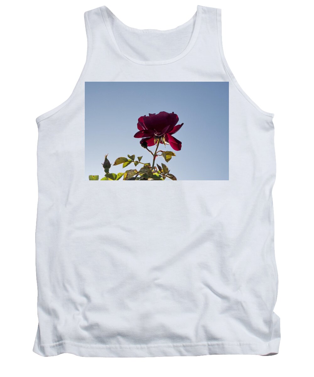 Botanical Tank Top featuring the photograph Red Rose Morning by Richard Thomas