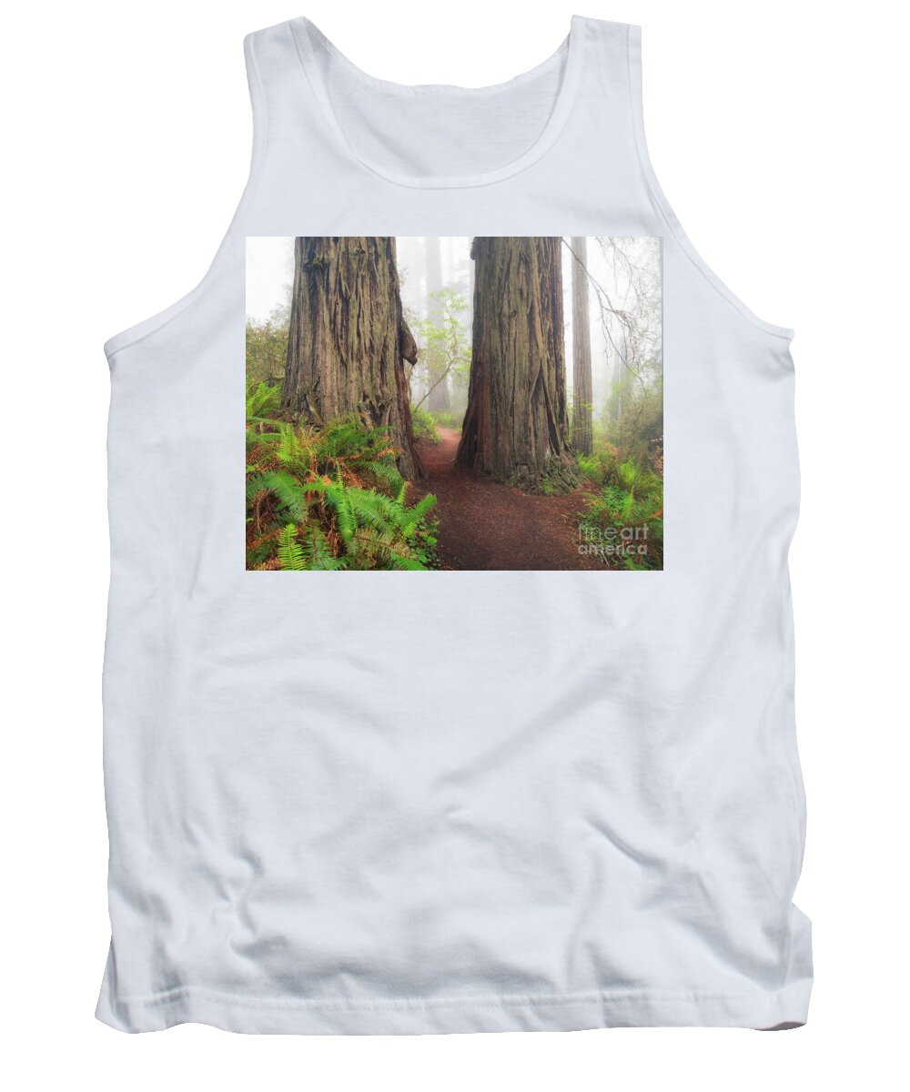 Redwood Tank Top featuring the photograph Redwood Trail by Anthony Michael Bonafede