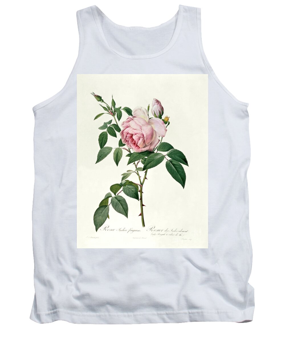 Rosa Tank Top featuring the drawing Rosa chinensis and Rosa gigantea by Joseph Pierre Redoute