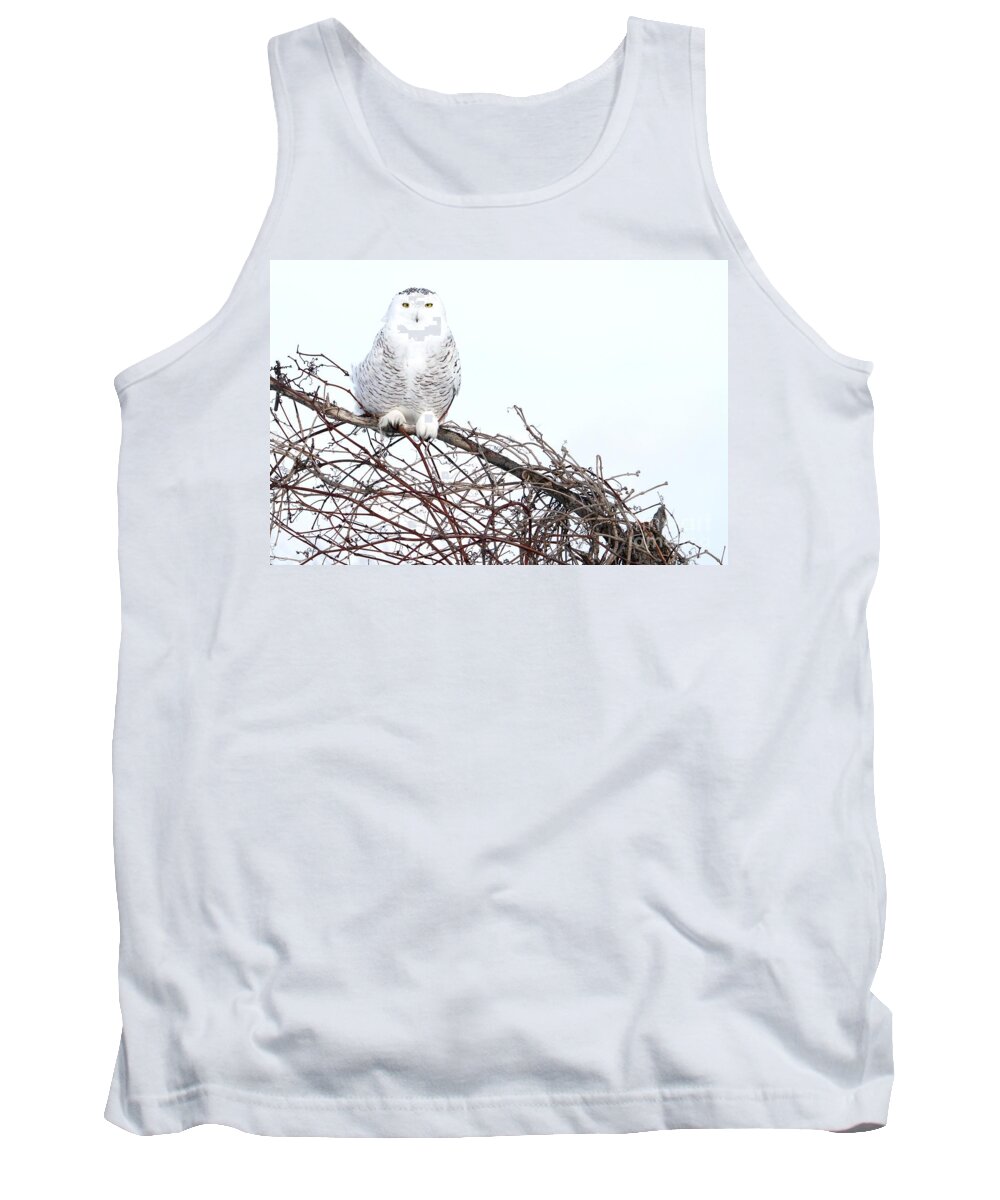 Snowy Owls Tank Top featuring the photograph The vineyard by Heather King
