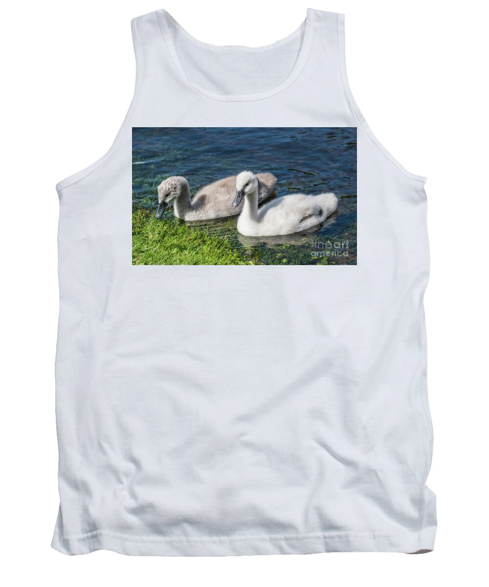 Cygnus Olor Tank Top featuring the photograph Two young cygnets of mute swan swimming in a lake by Amanda Mohler