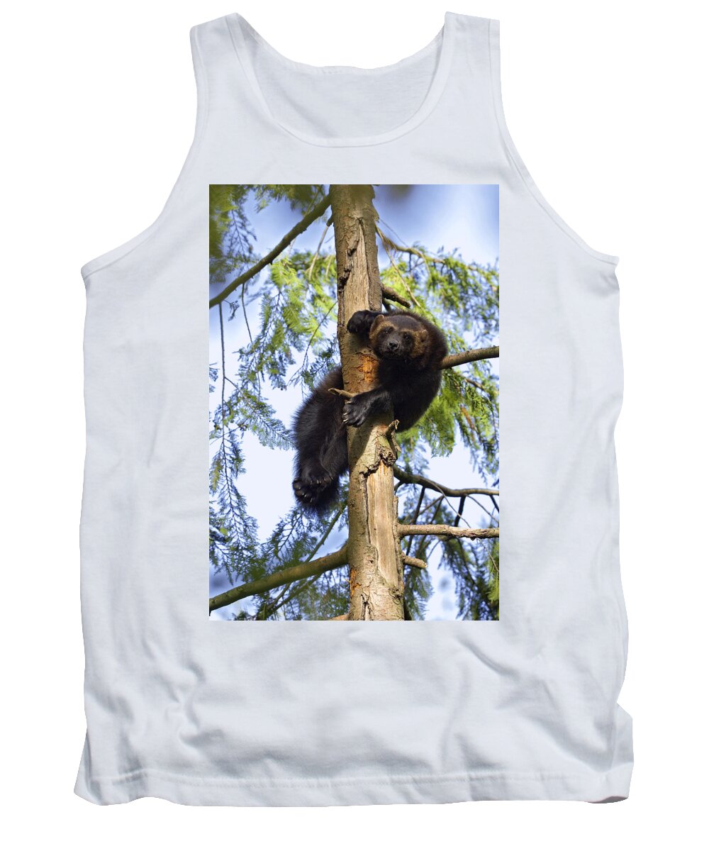 Mp Tank Top featuring the photograph Wolverine Gulo Gulo Resting In Tree by Konrad Wothe