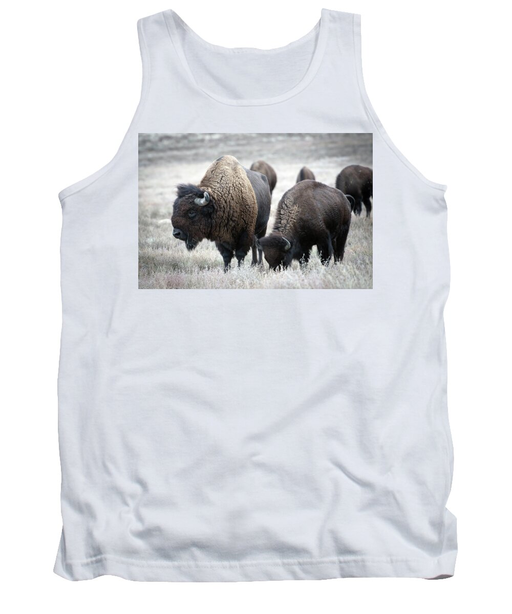 Bisons Tank Top featuring the photograph Bisons #4 by Catherine Lau