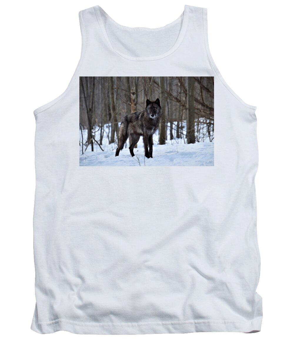 British Columbian Wolf Tank Top featuring the photograph Alpha Wolf on Guard by Rose Guinther