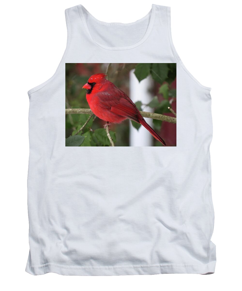 Cardinal Tank Top featuring the photograph Cardinal in Winter by Linda Stern