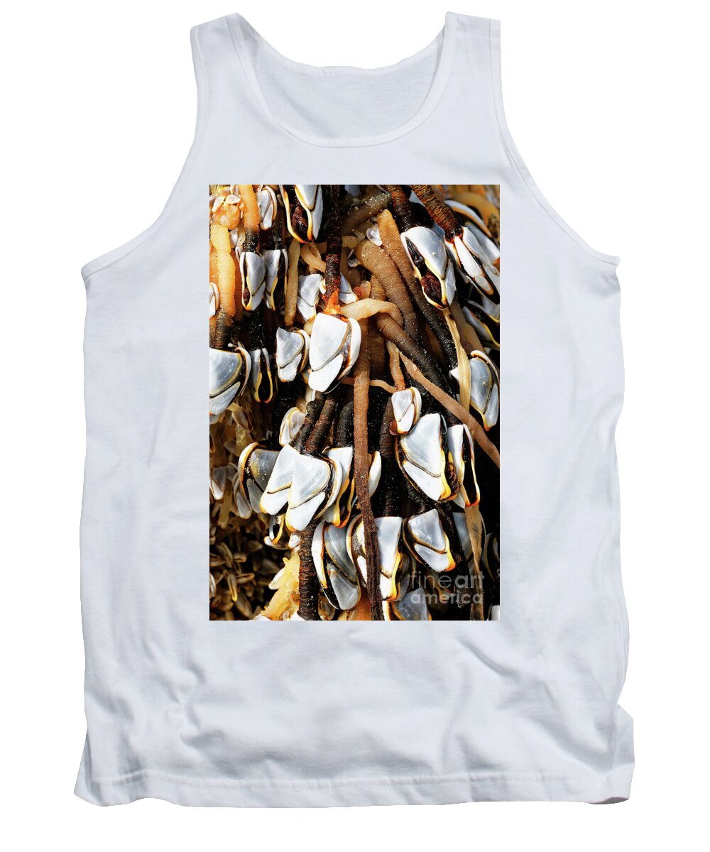 Goose Barnacles Tank Top featuring the photograph Close up Gooseneck Barnacles Lepas anatifera attached to driftwo by Robert C Paulson Jr
