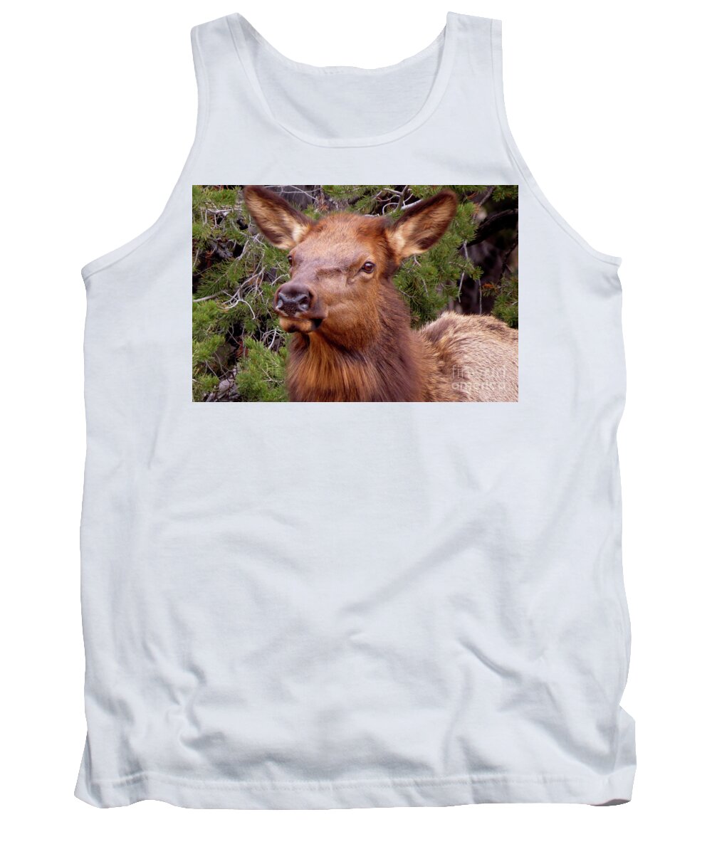 Elk Tank Top featuring the photograph Elk Calf by Mary Mikawoz