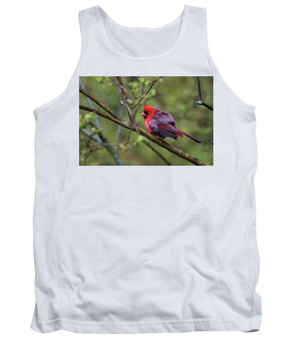 Nature Tank Top featuring the photograph Fluffing Up My Feathers by Trina Ansel