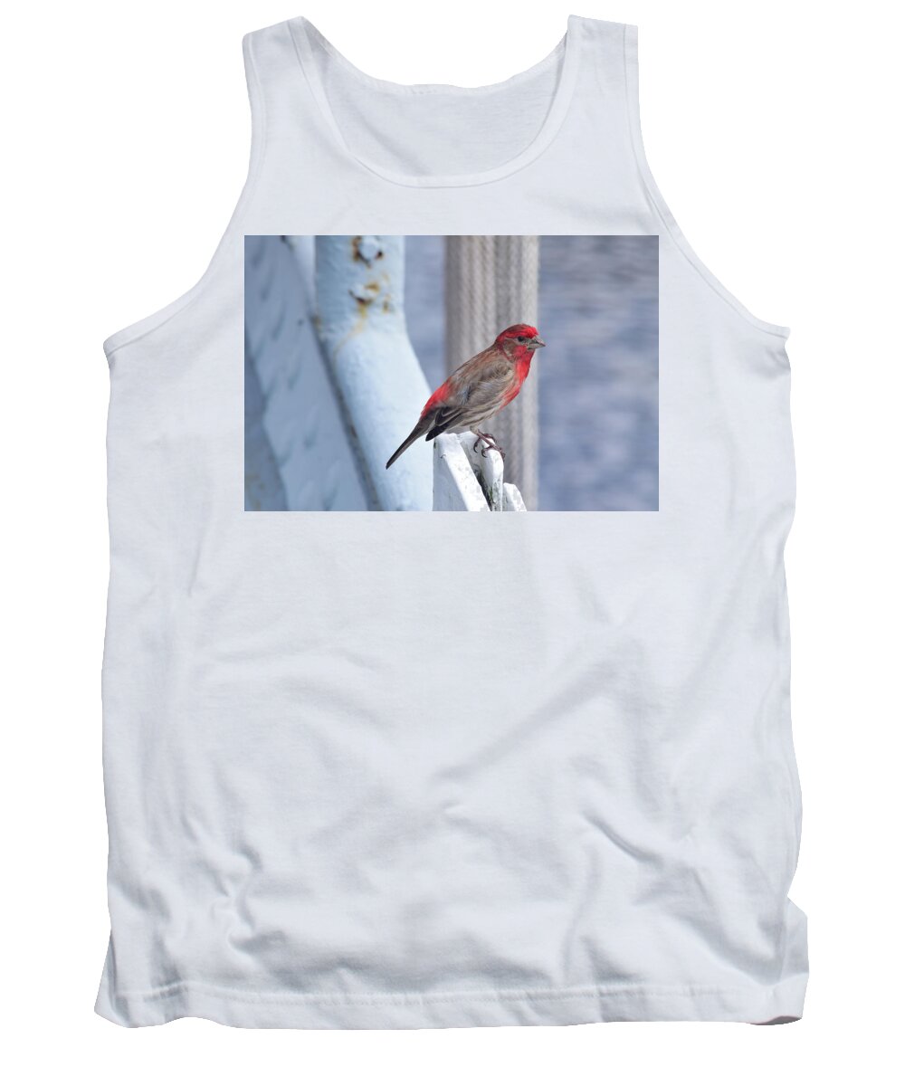Finch Tank Top featuring the photograph House Finch on the U.S.S. Wisconsin by Nicole Lloyd