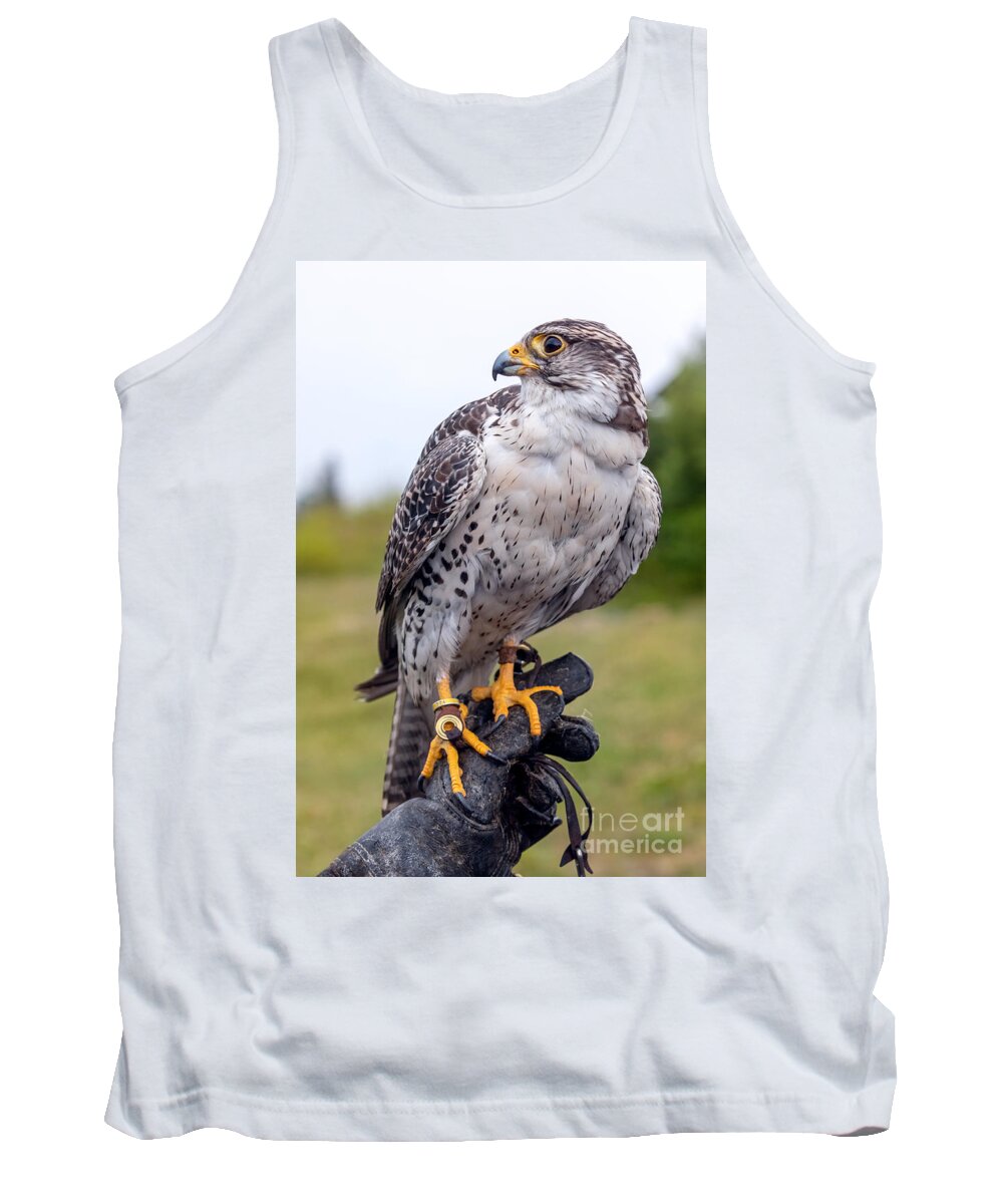 Photography Tank Top featuring the photograph Proud Prairie Falcon by Alma Danison
