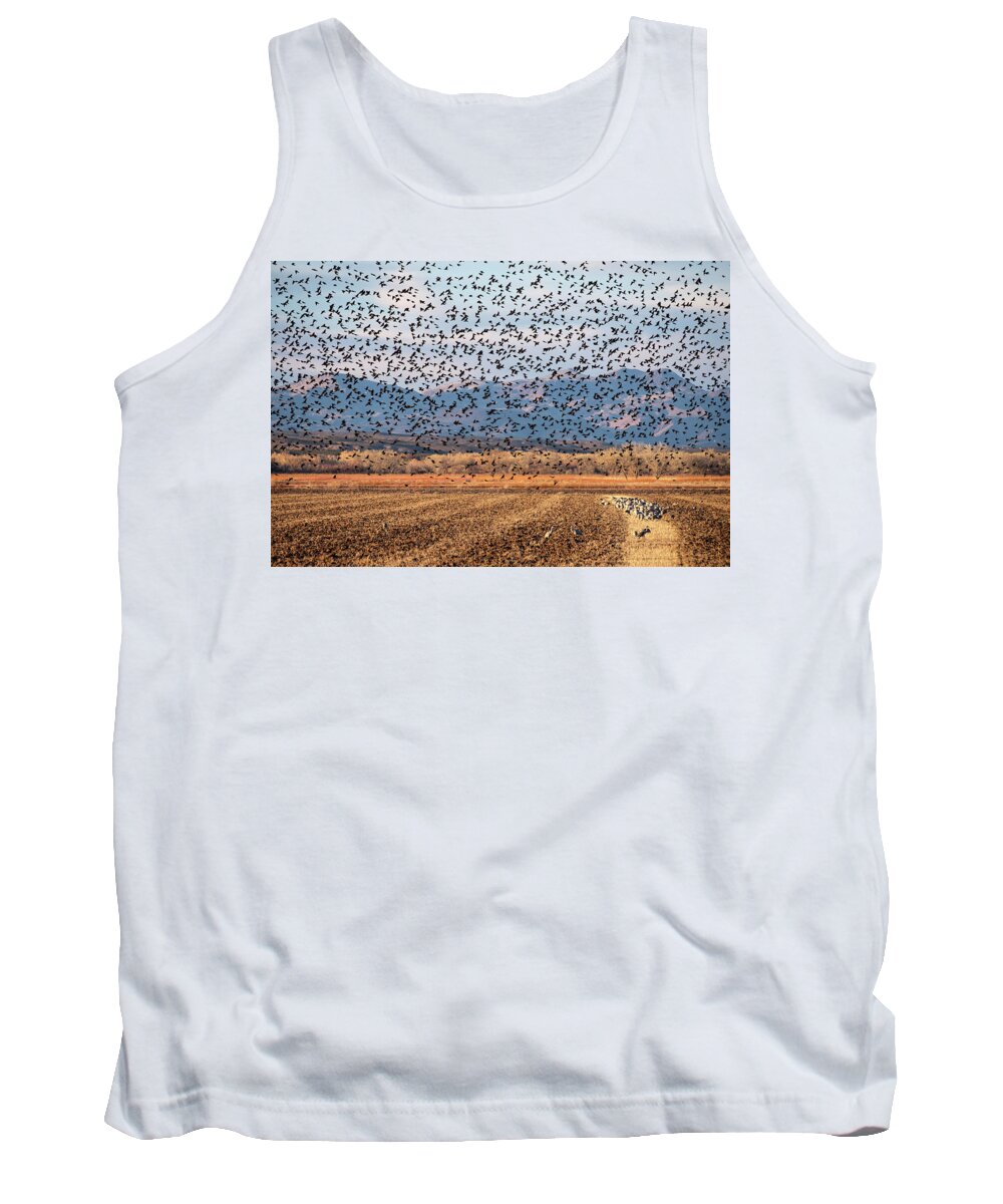 Birds Tank Top featuring the photograph 4 and 20 Hundred Blackbirds by Mary Lee Dereske