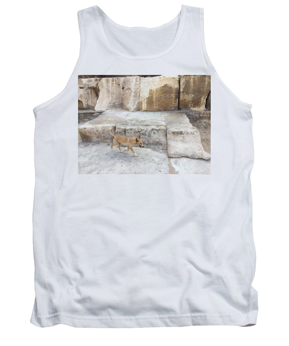 Giza Tank Top featuring the photograph Dogs of Giza by Trevor Grassi