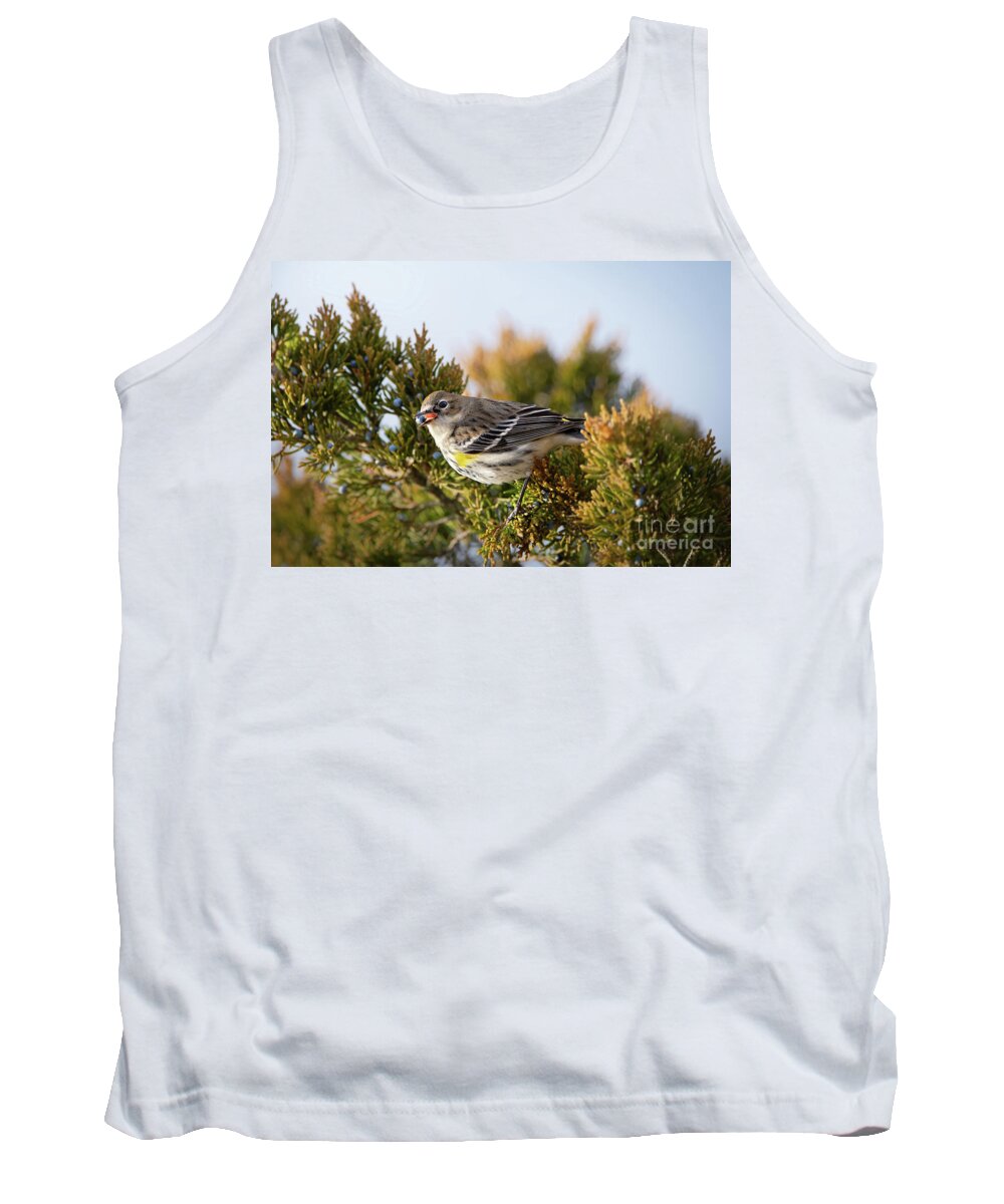 Warbler Tank Top featuring the photograph Yellow Rumped Warbler by Rehna George