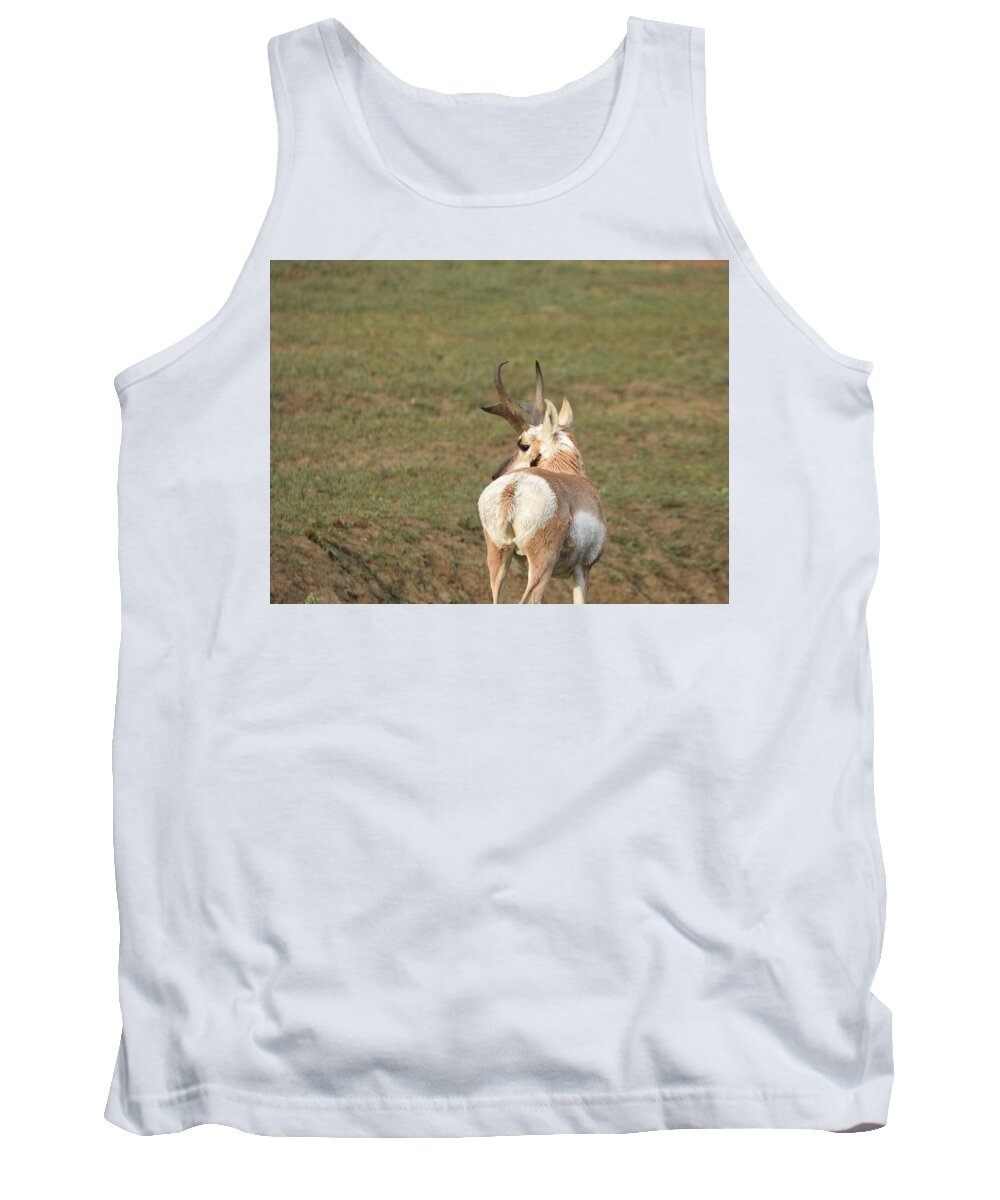 Antelope Tank Top featuring the photograph Watchful Antelope by Amanda R Wright
