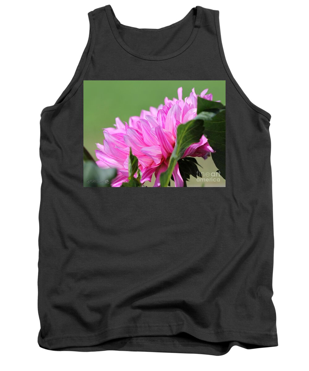 Mccombie Tank Top featuring the photograph Dahlia named Brushstrokes #1 by J McCombie