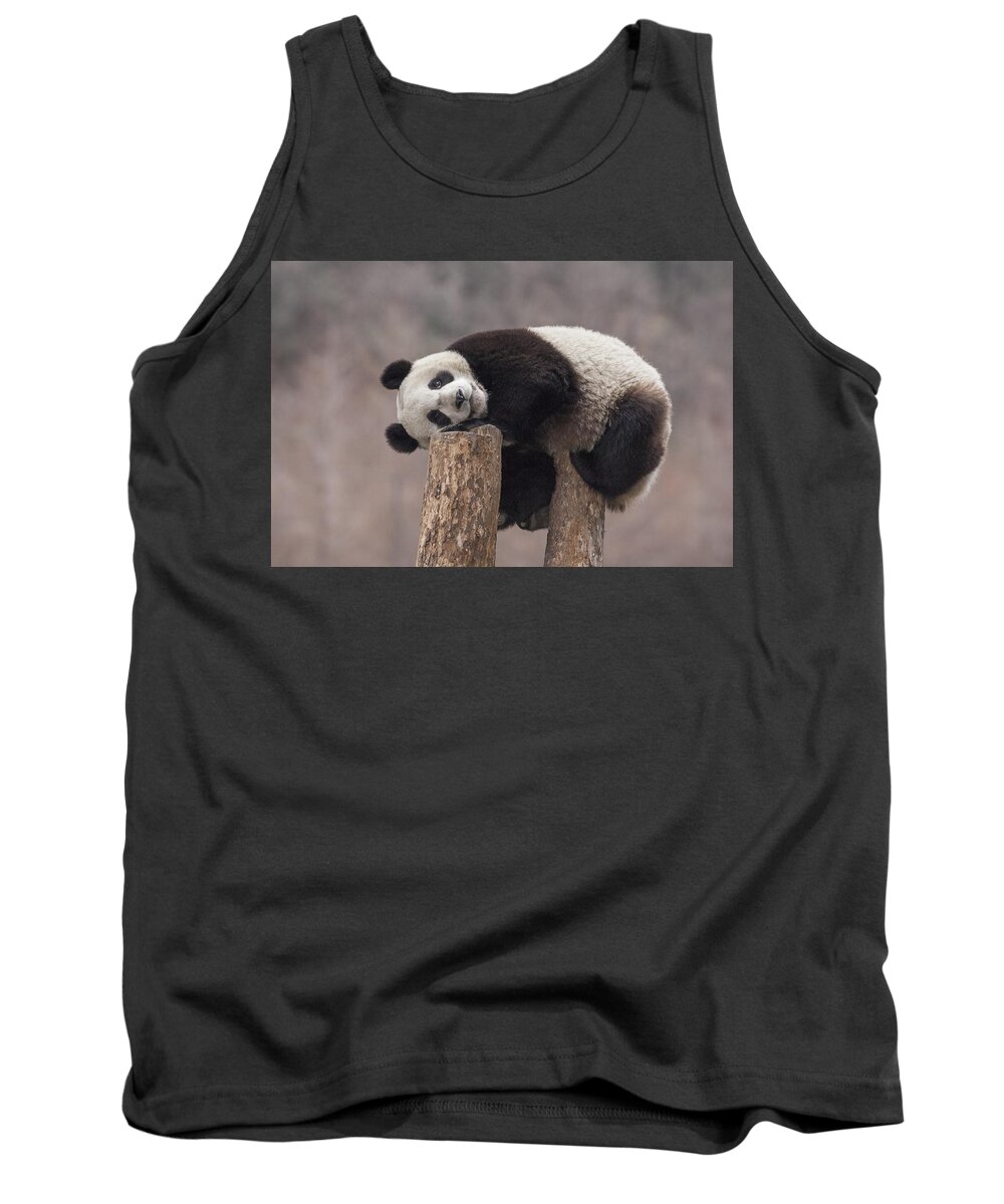 #faatoppicks Tank Top featuring the photograph Giant Panda Cub Wolong National Nature #1 by Katherine Feng