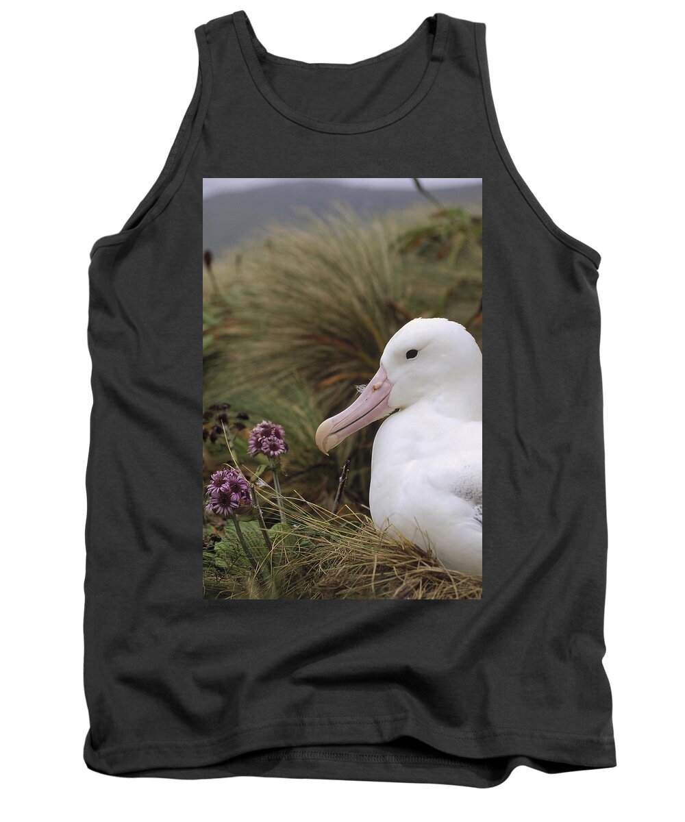 Feb0514 Tank Top featuring the photograph Southern Royal Albatross On Nest #1 by Tui De Roy