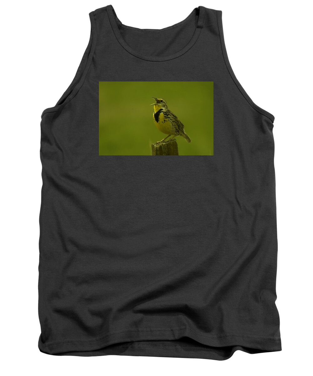 Birds Tank Top featuring the photograph The Meadowlark Sings #1 by Jeff Swan