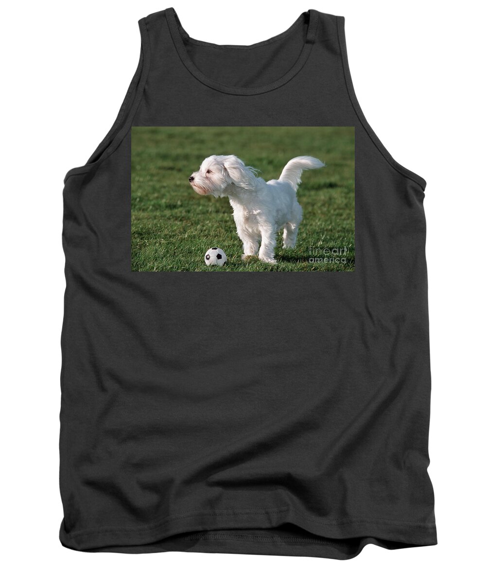 Maltezer Tank Top featuring the photograph 110307p154 by Arterra Picture Library