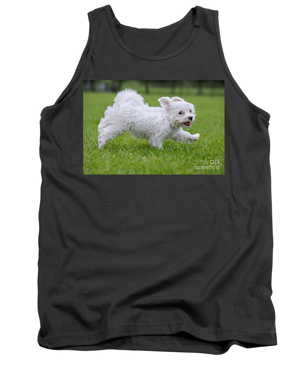 Maltezer Tank Top featuring the photograph 110801p130 by Arterra Picture Library