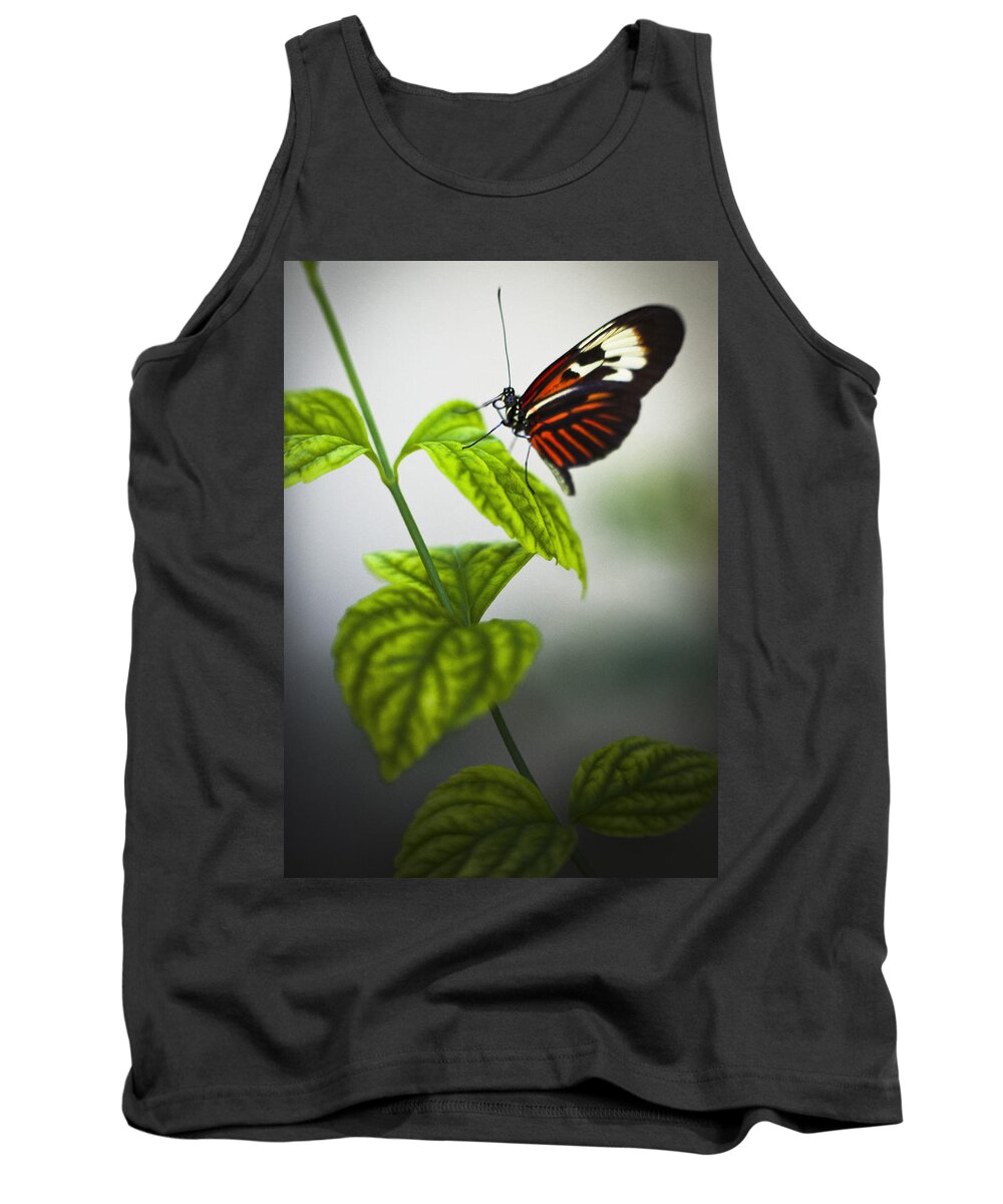 Butterfly Tank Top featuring the photograph Butterfly #21 by Bradley R Youngberg