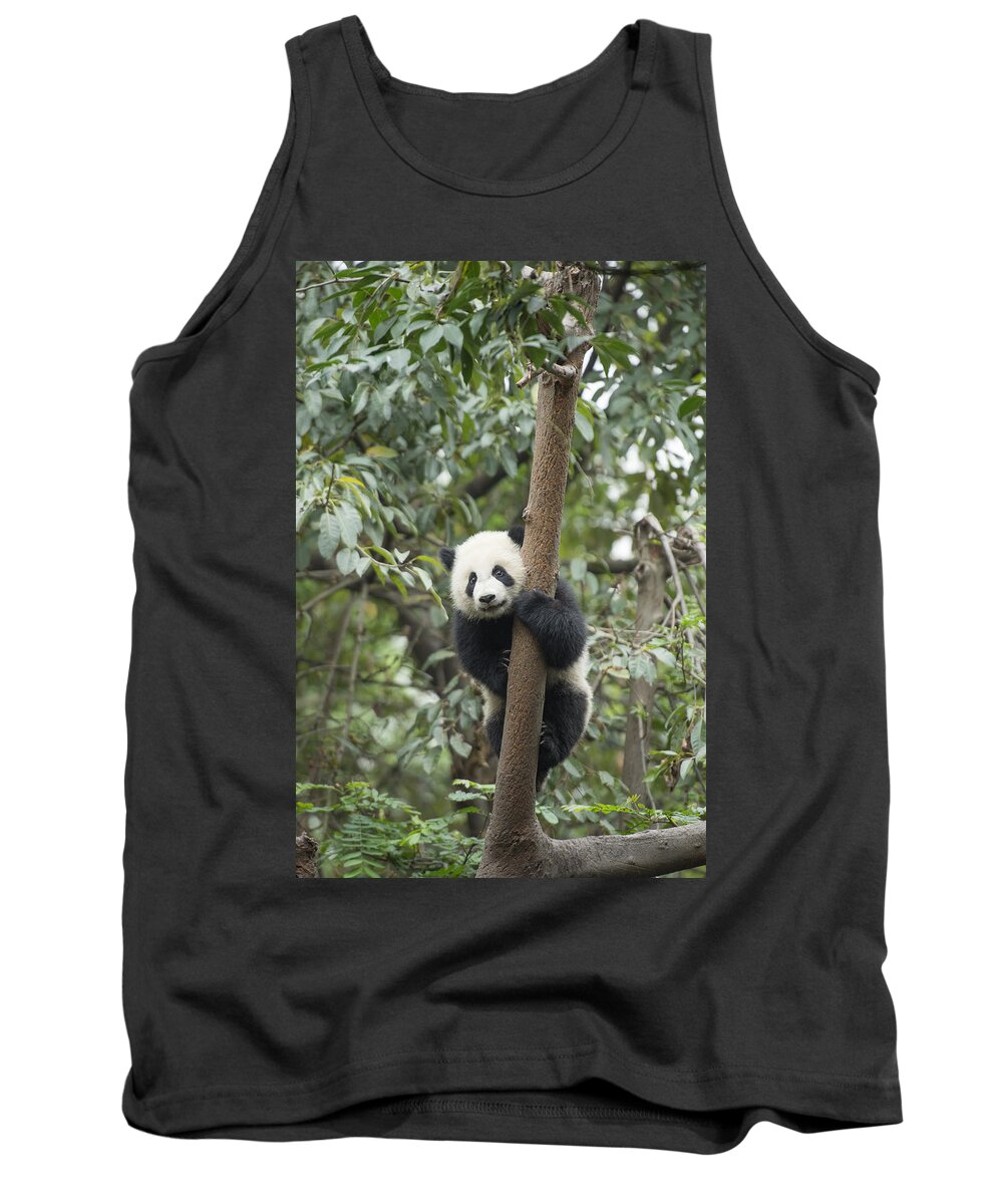 Katherine Feng Tank Top featuring the photograph Giant Panda Cub Chengdu Sichuan China #2 by Katherine Feng