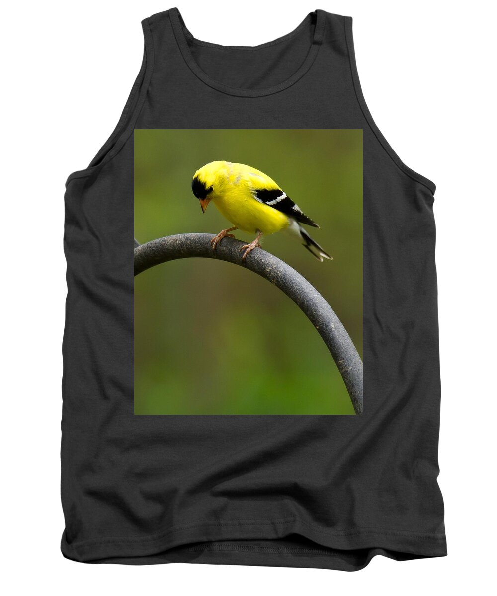 Goldfinch Tank Top featuring the photograph American Goldfinch #3 by Robert L Jackson