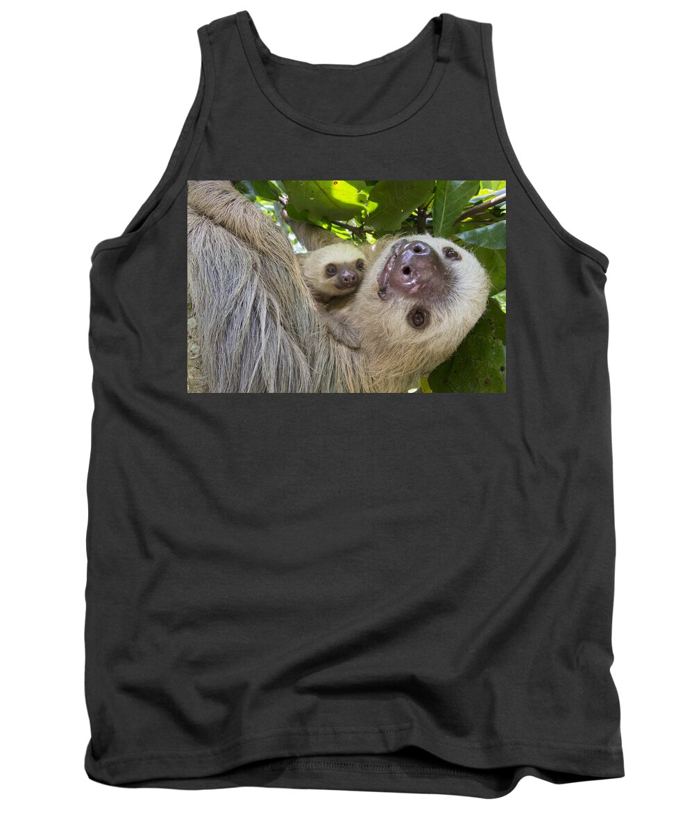 Suzi Eszterhas Tank Top featuring the photograph Hoffmanns Two-toed Sloth And Old Baby #3 by Suzi Eszterhas