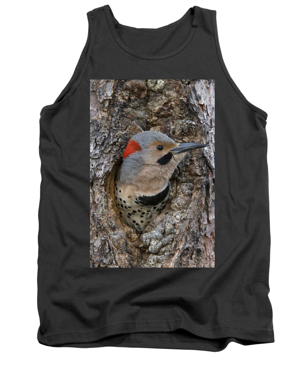 Michael Quinton Tank Top featuring the photograph Northern Flicker In Nest Cavity Alaska #4 by Michael Quinton