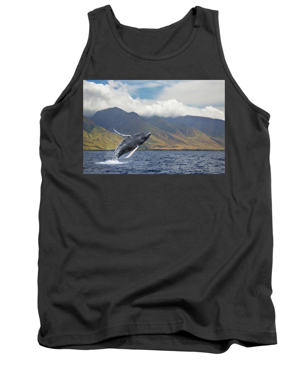 Animals In The Wild Tank Top featuring the photograph A Breaching Humpback Whale Megaptera by Dave Fleetham