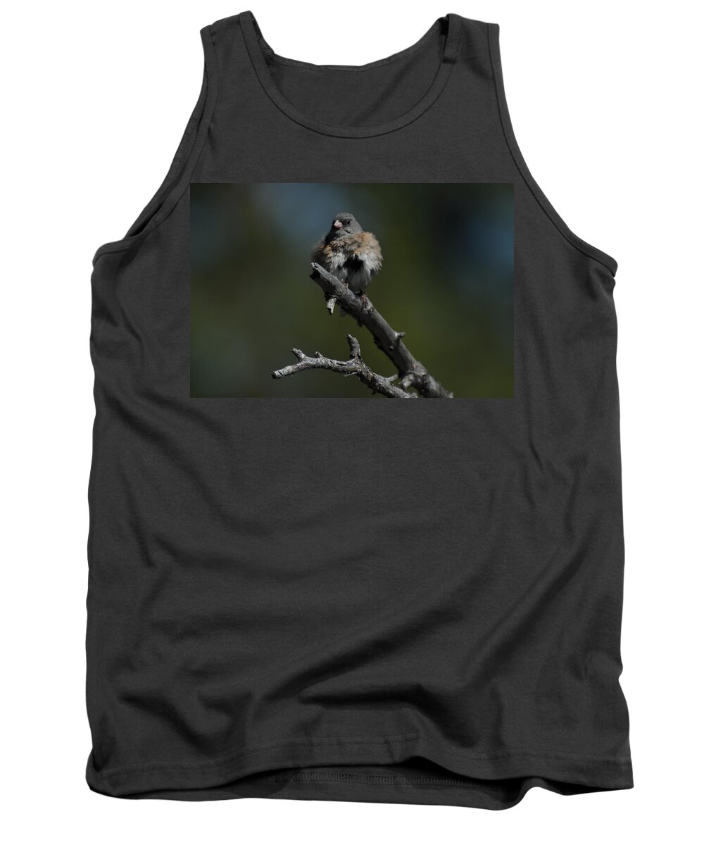 Dark-eyed Junco Tank Top featuring the photograph After the Bath by Frank Madia