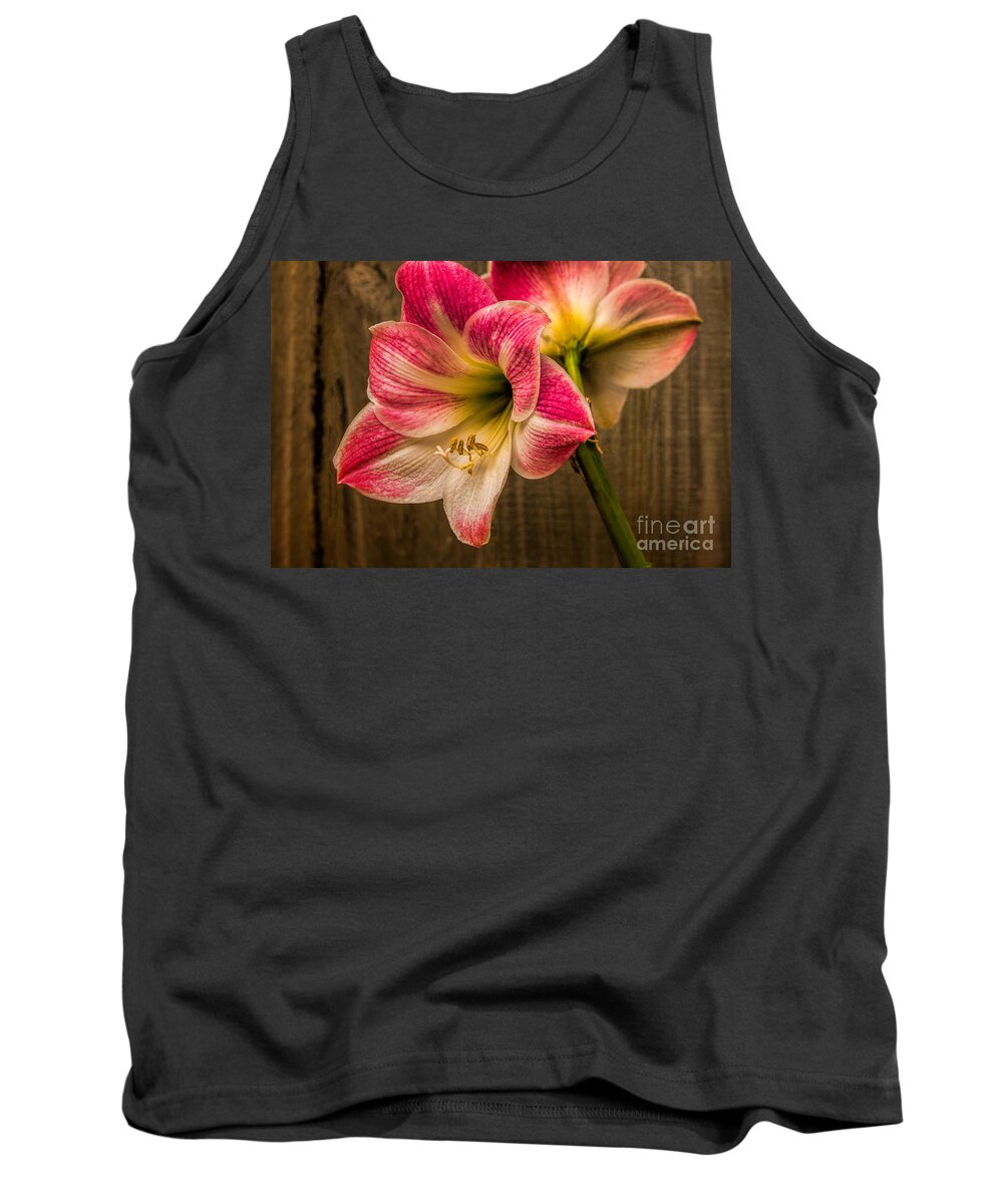 Art Prints Tank Top featuring the photograph Amaryllis Blooms by Dave Bosse