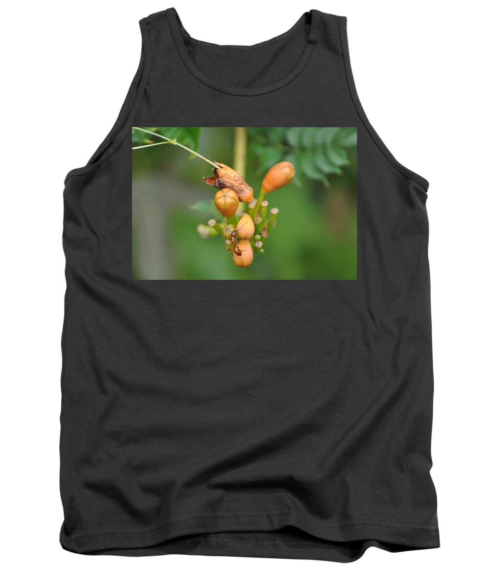 Ant Tank Top featuring the photograph Ant on Plant by Stacy Abbott