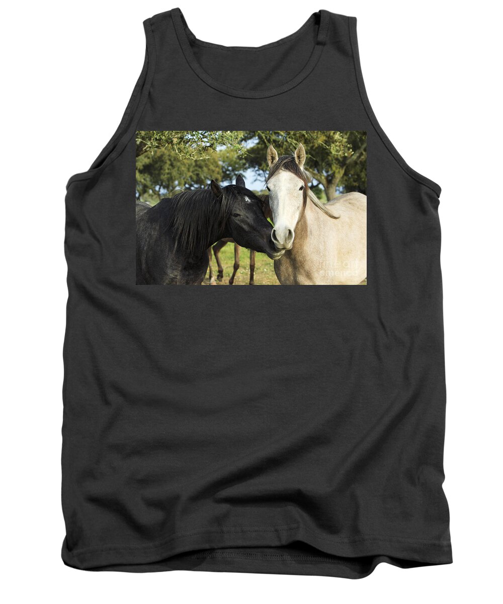Arabic Tank Top featuring the photograph Arabian Horses, Stallion With Mare by Duncan Usher