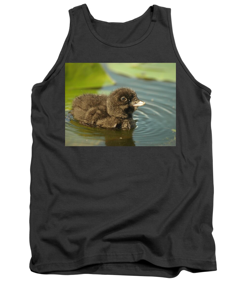 Common Loon Tank Top featuring the photograph Baby Loon by James Peterson
