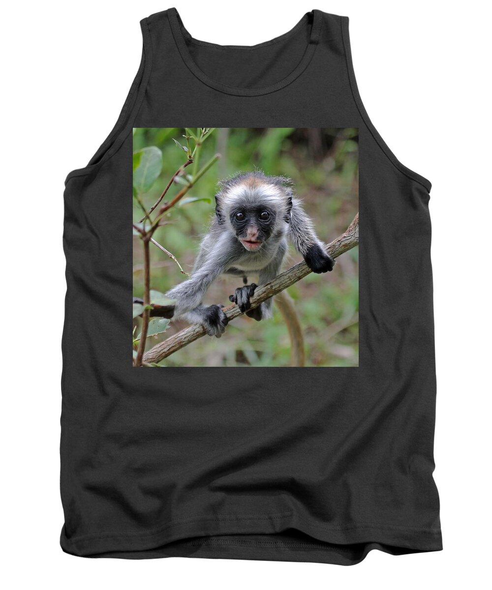 Red Colobus Tank Top featuring the photograph Baby Red Colobus Monkey by Tony Murtagh