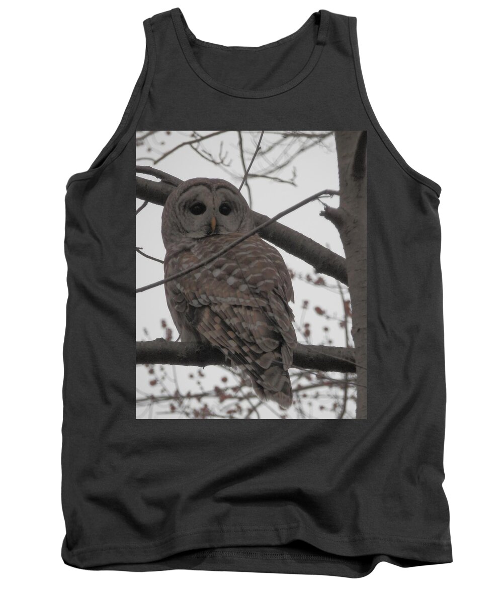 Owl Photographs Tank Top featuring the photograph Barred Owl Perched by Emmy Vickers