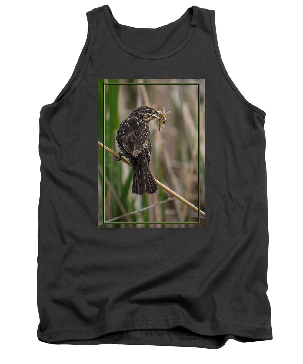 Red-winged Blackbird Tank Top featuring the photograph Big Dinner for Female Red Winged Blackbird II by Patti Deters