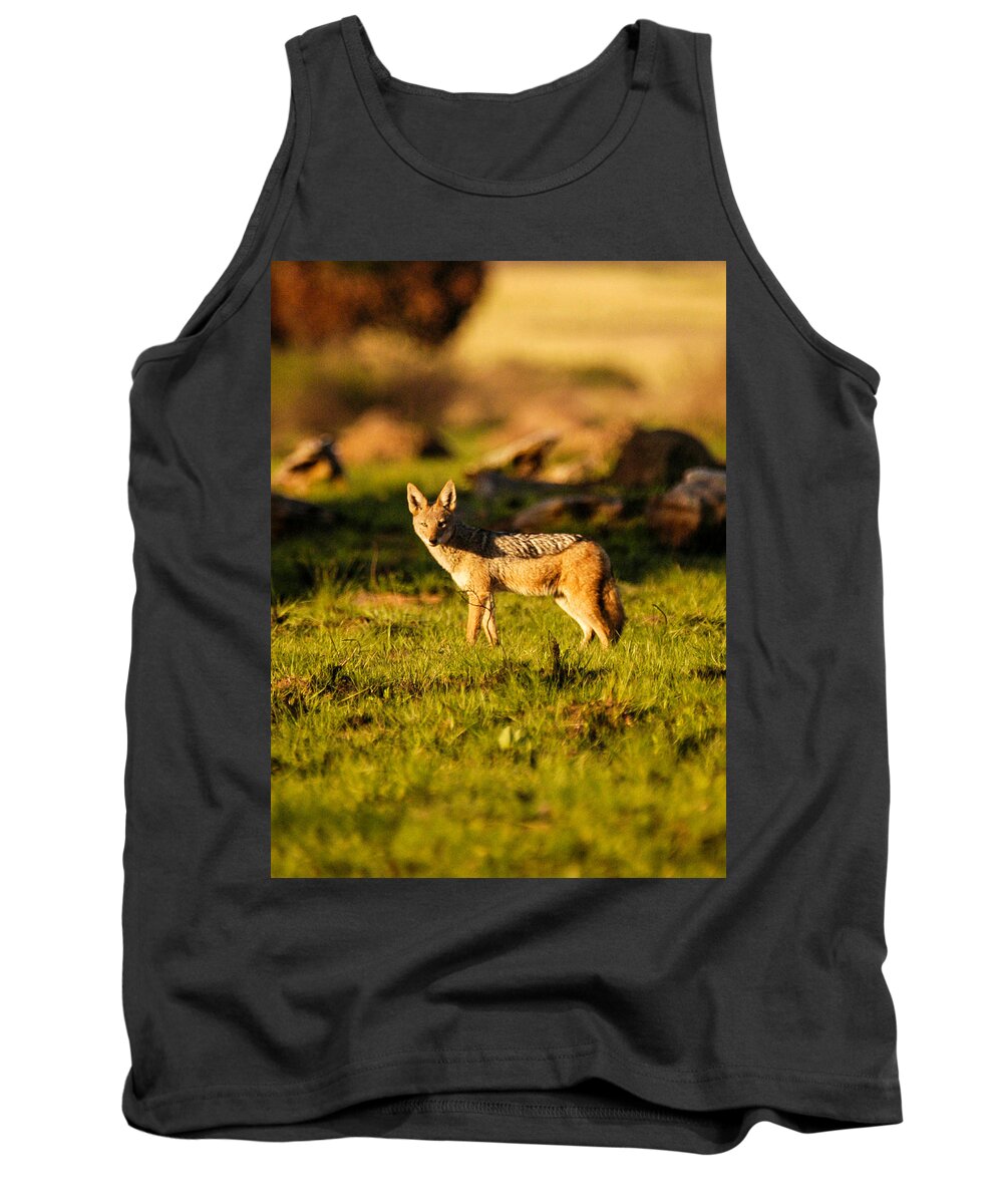 Africa Tank Top featuring the photograph Black backed jackal by Alistair Lyne