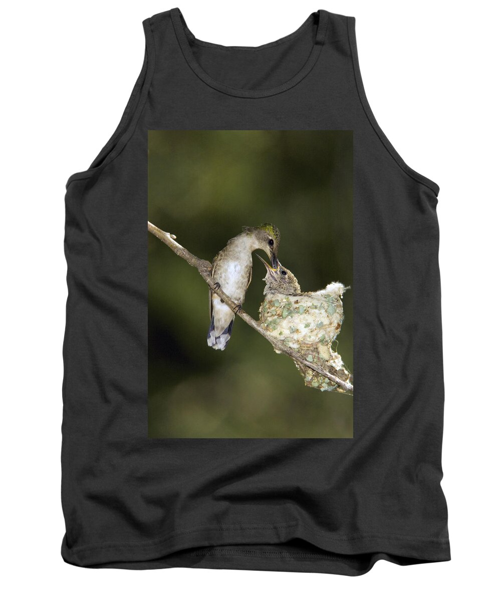 Feb0514 Tank Top featuring the photograph Black-chinned Hummingbird Feeding Chick by Tom Vezo