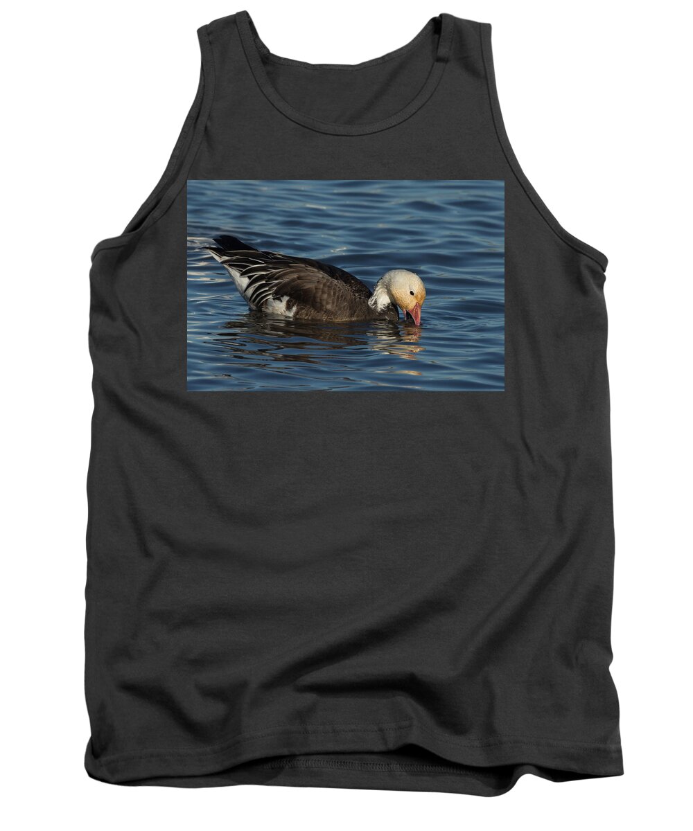 Snow Geese Tank Top featuring the photograph Blue Goose by Kathleen Bishop