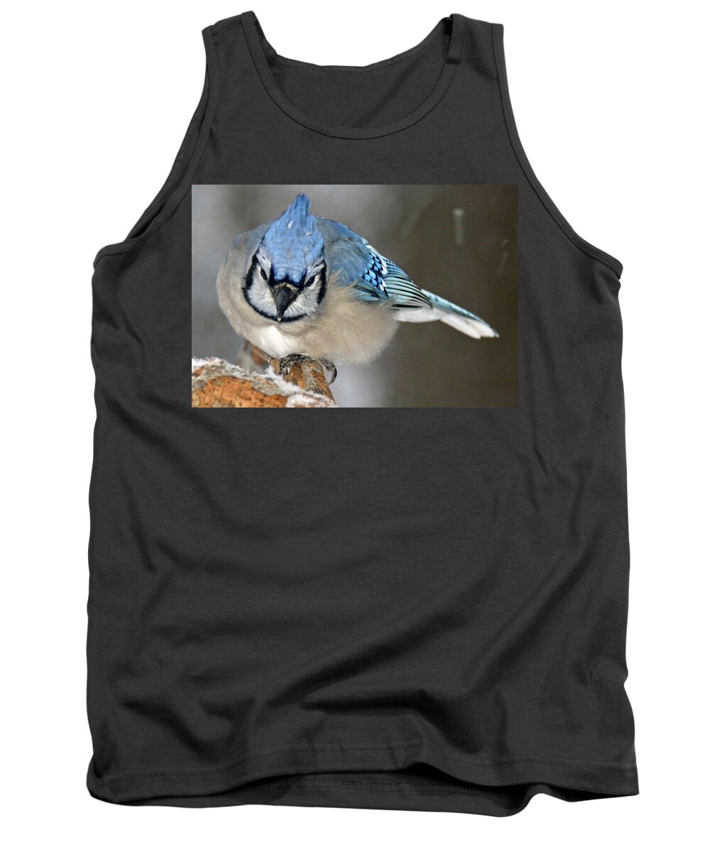 Animal Portrait Tank Top featuring the photograph Blue Jay in Winter by A Macarthur Gurmankin