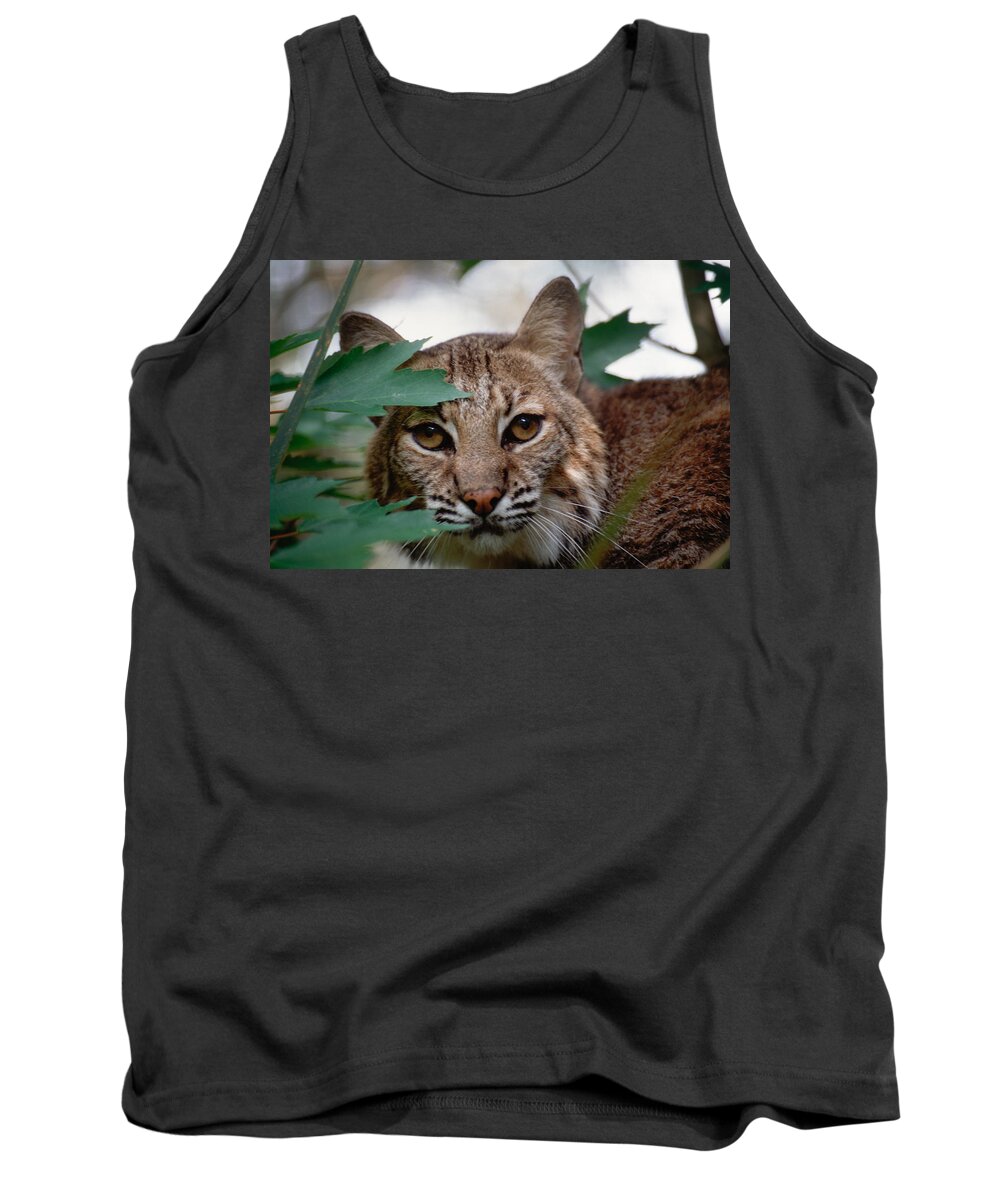 Bobcat Tank Top featuring the photograph Bobcat with maple leaves by Bradford Martin