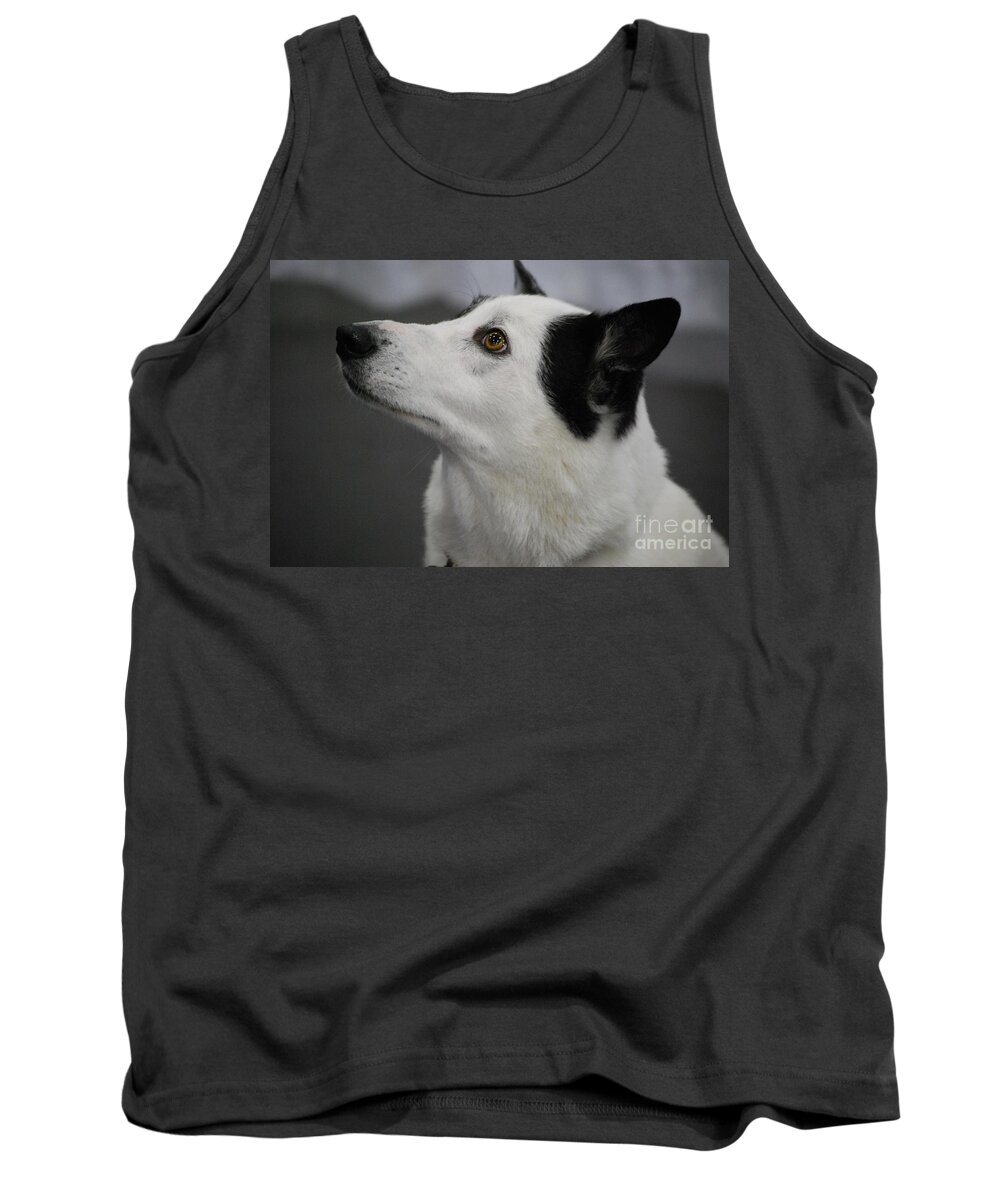 Canaan Dog Tank Top featuring the photograph Canaan Dog by DejaVu Designs
