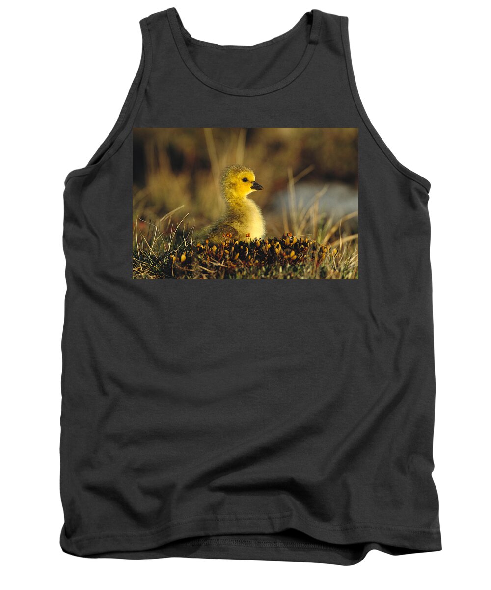 Feb0514 Tank Top featuring the photograph Canada Goose Gosling Churchill Canada by Tom Vezo