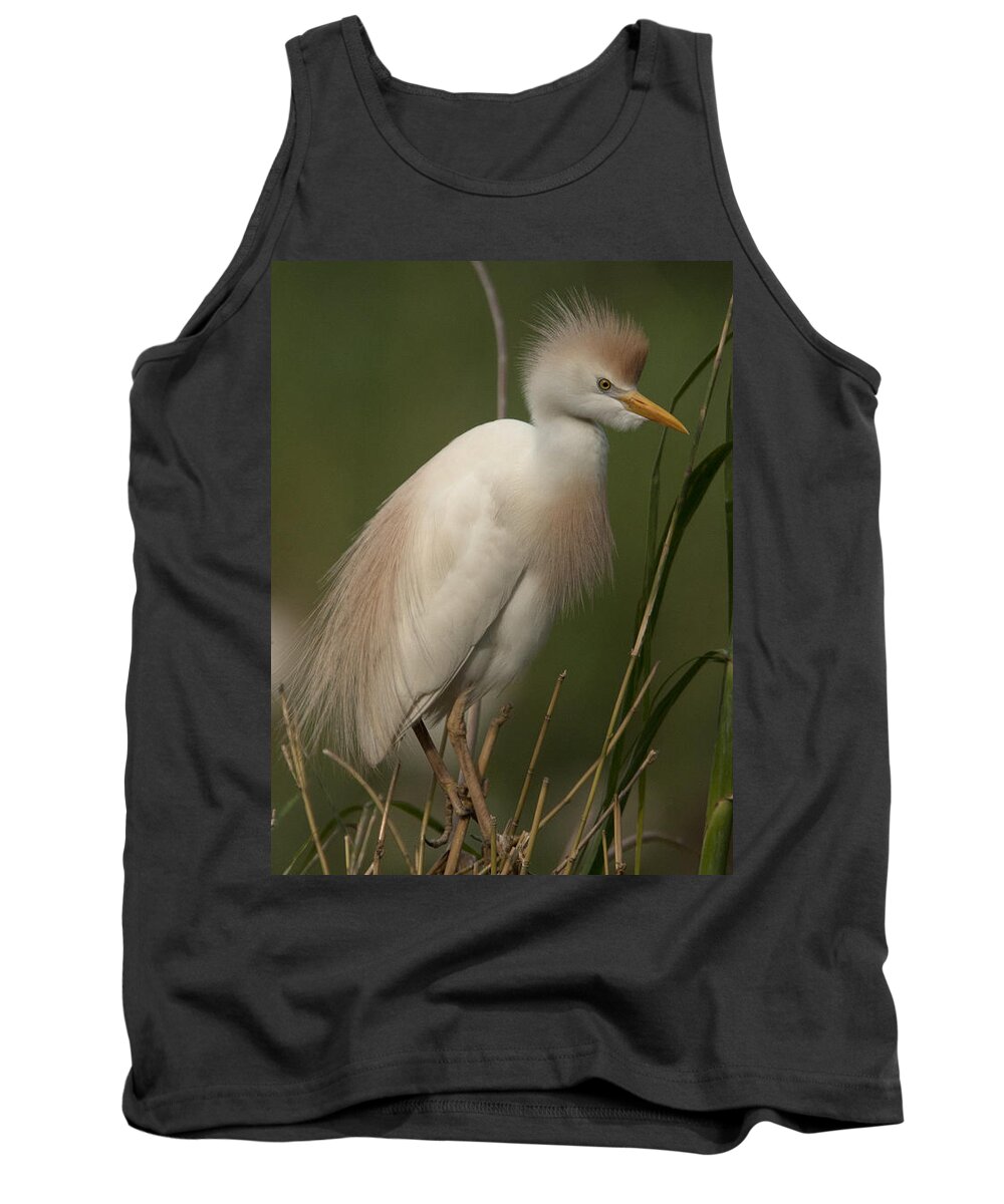 Wildlife Tank Top featuring the photograph Cattle Egret, Bubulcus ibis by Tony Mills