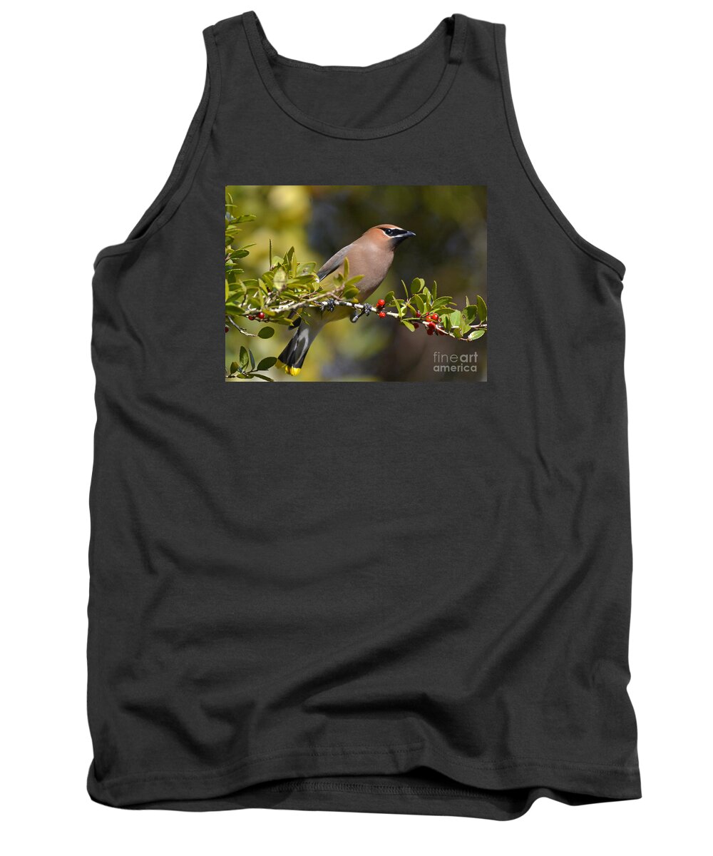 Cedar Waxwing Tank Top featuring the photograph Cedar Waxwing And Red Berries by Kathy Baccari