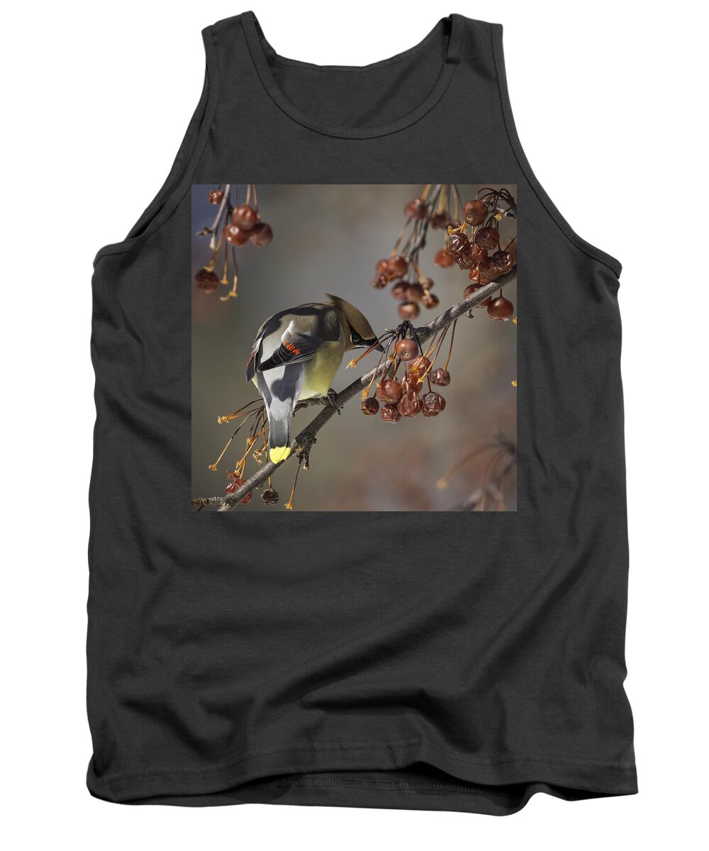 Cedar Waxwing Tank Top featuring the photograph Cedar Waxwing Eating Berries 7 by Thomas Young