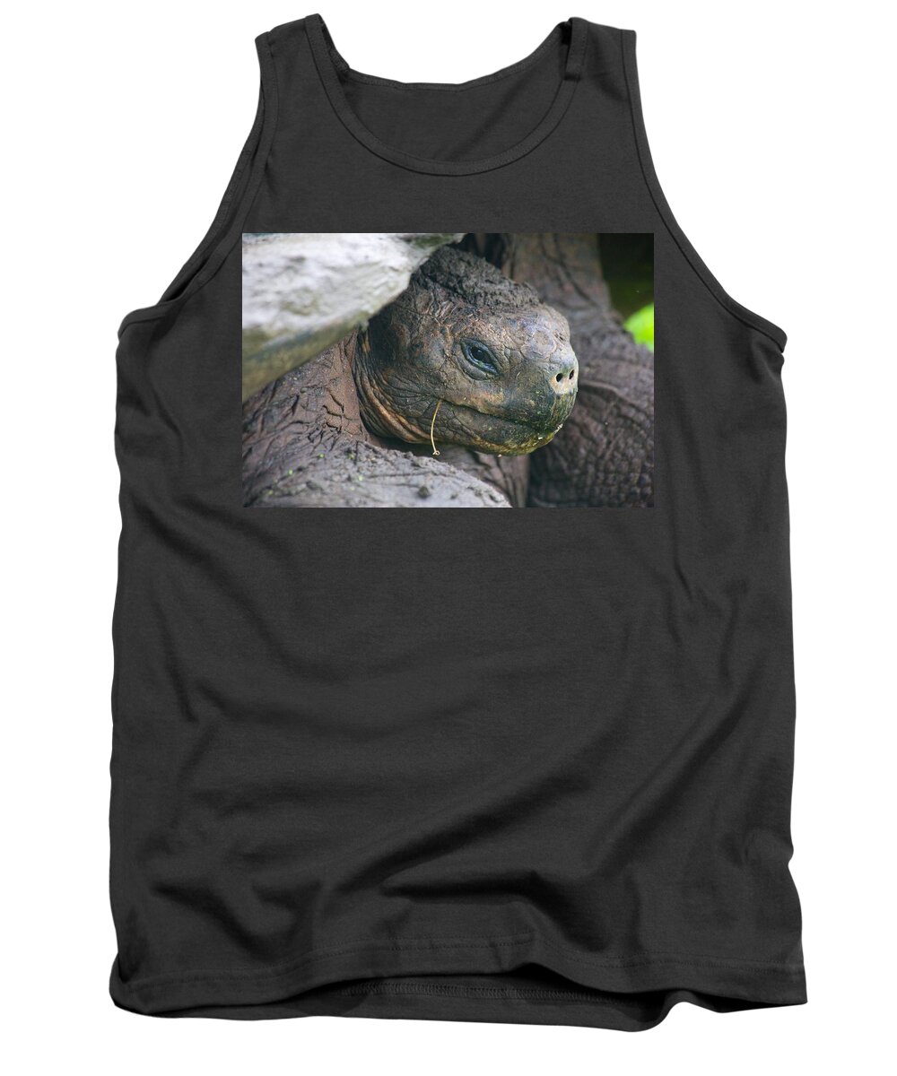 Tortoise Closeup Tank Top featuring the photograph Chilling out by Allan Morrison